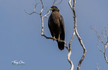 Crested Serpent Eagle