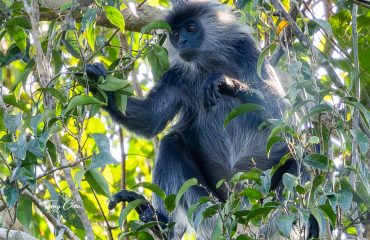 German's Silver Langur