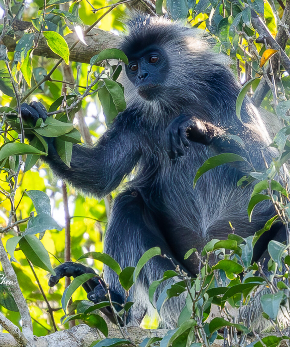 German's Silver Langur