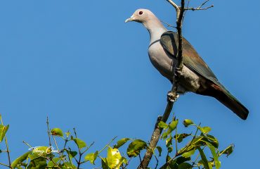 Green Imperial-Pigeon (Ducula aenea)