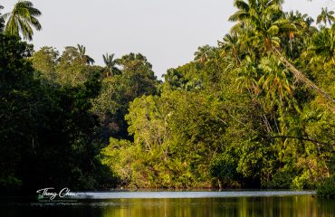 Natural setting through the river of cardamom mountain range